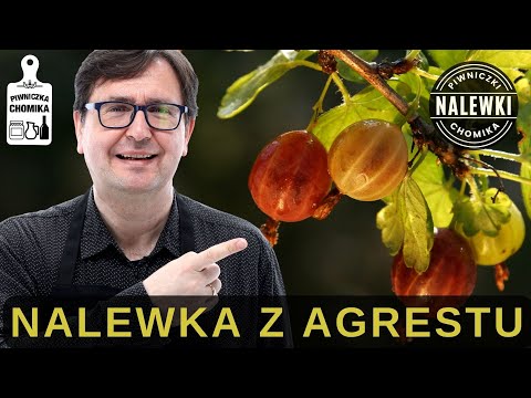 Nalewka z agrestu (agrestówka). Nalewka agrestowa to pyszne połączenie smaku kwaśnego i słodkiego