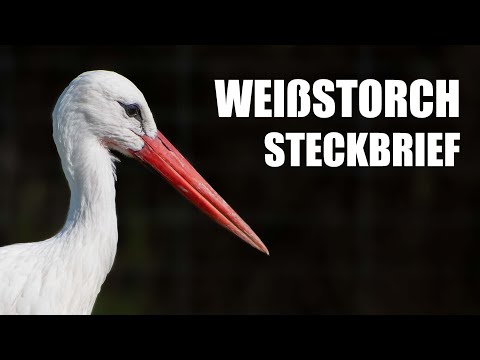 Der Weißstorch - Steckbrief (Aussehen, Lebensraum, Stimme und mehr)