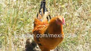 Antonio Aguilar  El Gallo Colorado    YouTube