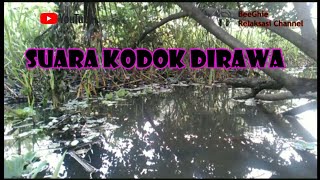 Download lagu SUARA KODOK/KATAK DIRAWA-RAWA (Frog Song) mp3 Download lagu SUARA KODOK/KATAK DIRAWA-RAWA (Frog Song) mp3