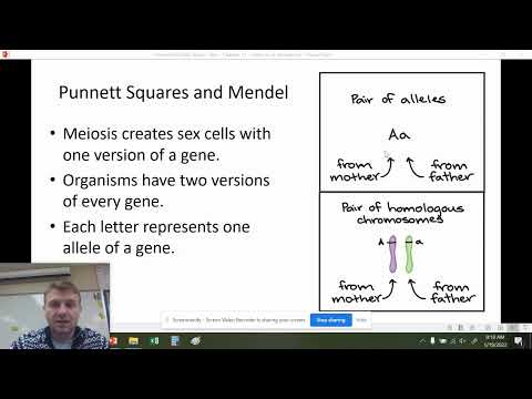 Chapter 11 - Mendelian Genetics