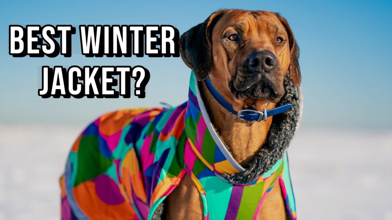 What's the Best Winter Coat for Rhodesian Ridgebacks