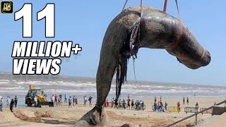 Worlds Biggest Blue Whale Fish At Juhu Beach Mumbai
