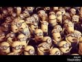 Minionki Pl