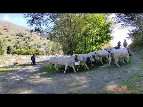 2^PARTE : TRANSUMANZA A PONTECHIANALE VALLE VARAITA (CN) DOM,  11 - 9 - 2022.