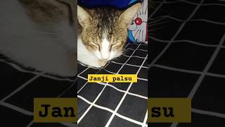 Download lagu Ubur-ubur ikan lele janji janji terus le .... Bagi 100 weyyy #kucinglucu #funnycats #catlovers mp3