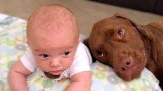Dogs And Babies Are Best Friends Compilation