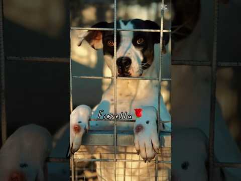 Regalo Fiorella splendida simil Amstaff cerca casa 