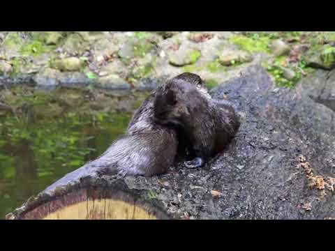die Fischotter
