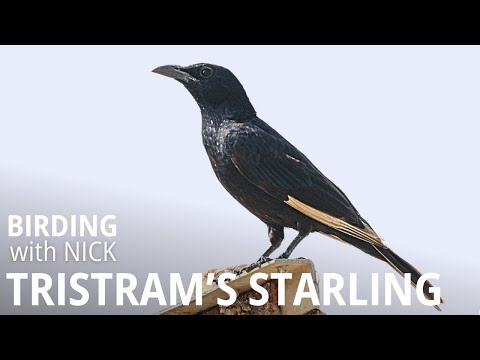 Liskavec roklinový (Onychognathus tristramii) — video o speve a chove