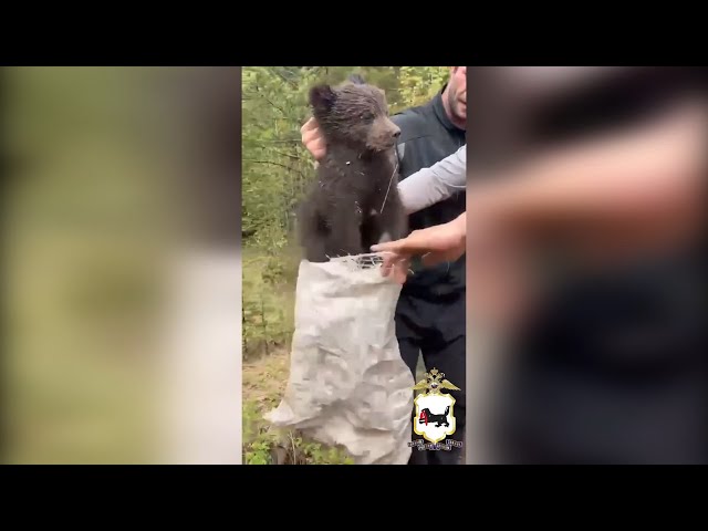 В Приангарье полиция начала проверку после жестокого обращения с медвежонком