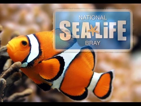 download lagu mp3 mp4 Aquarium Dublin Ireland, download lagu Aquarium Dublin Ireland gratis, unduh video klip Aquarium Dublin Ireland