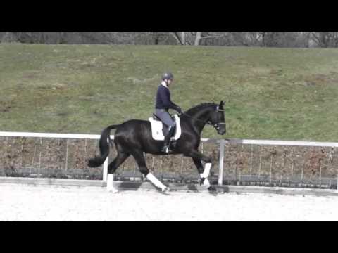 Romilio v. Millennium - Harlem Go geb.  2012 Wallach