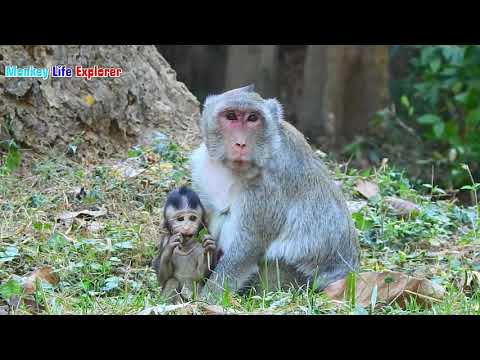 Very Baby Monkey Jody Try Hard To Get Milk