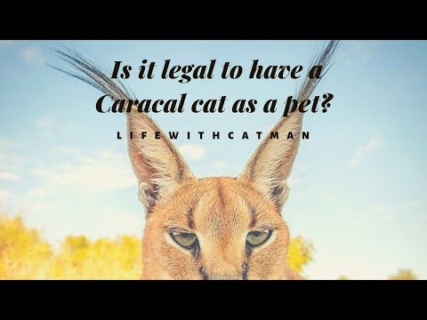 Is it legal to have a Caracal Cat as a pet?