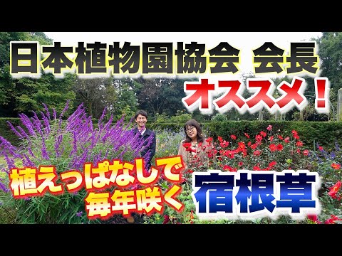 Pennisetum setaceum rubrum -graminée-ornementale-massif