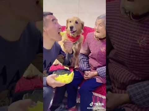 funny video you praud of dog #short