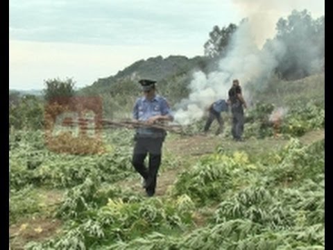 Tiranë, në ndjekje të policisë që korr parcelat me hashash të Vrapit
