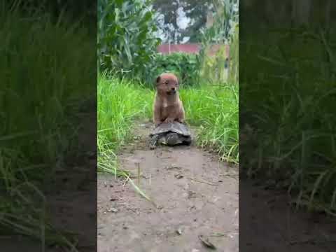 ❤❤❤ #shortvideos #cuteanimals #dog  #viral