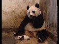 Sneezing Baby Panda (2006)