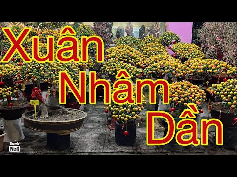 Xuân nhâm dần 2022 mặt hàng hoa kiểng mua bán tấp nập
