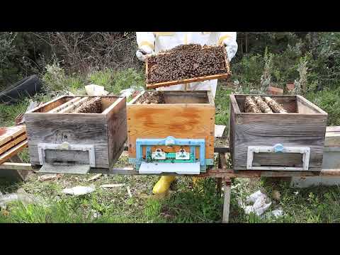 1 Kovan Arının 3 Kovan Haline Getirilmesi (Arı Bölme) - 1.Bölüm