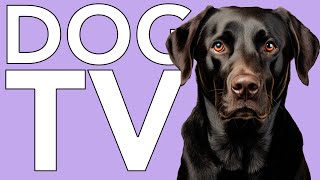 Dog TV Virtual Reality Separation Anxiety Cure! Fun Videos with Relaxing Music!