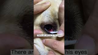 Labrador Eyeworms