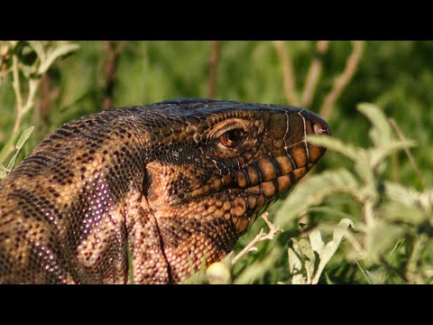 Lagarto colorado - Salvator rufescens. Concaran, San Luis.