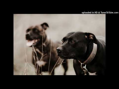 Gangsta Music feat. Lord Duice, Fullbass & Straightshot