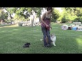 Gracie Lou 6mo Training Update