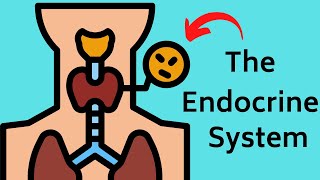 The Endocrine Systems ( Glands and Hormones working together )