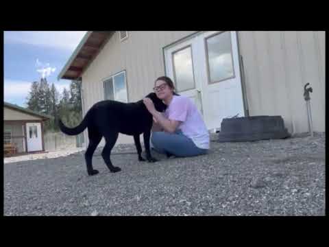 Bailey, an adopted Black Labrador Retriever Mix in Republic, WA_image-1