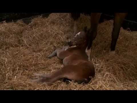 Horsin' Around HD version