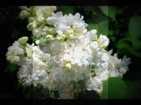 Konavle lijepe TEREZA