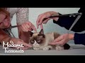 Grumpy Cat Gets Measured For Future Wax Figure Behind The Scenes Madame Tussauds