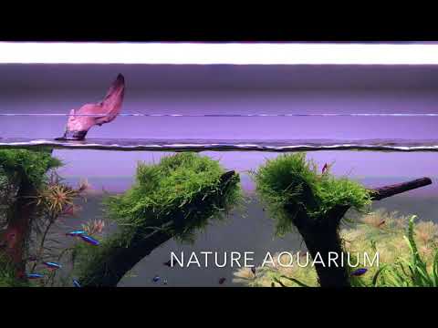 Aquascaper 900 Nature Aquarium - at Aquarium Gardens