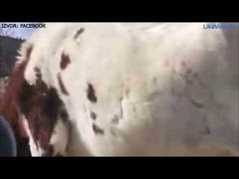 Što je novog u Lici? Ljubovo, Udbina, Rijeka Novčica, požar u Bilajskoj ulici 04.03.2021.