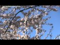 Spring Song: Relaxing Instrumental Nature Sounds ...