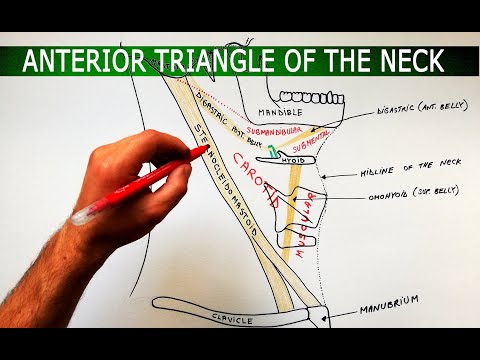 The Anterior Triangle of the Neck - Boundaries ❌ Subdivisions | Anatomy Tutorial