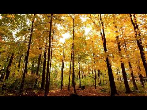 Rub!k and Sue McLaren - Everglow (RNM)