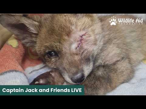 Fox Cub Care & Wildlife Rehabilitation Guide