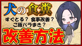 愛犬の食糞改善方法（食糞直す）