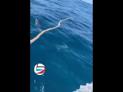 🐬🎣 Balıkçıya denizde sürpriz konuklar!