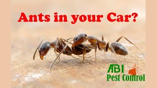 How to get rid of ants in your car