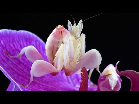 Orchid Mantis - Built to Hunt | Wild Bites