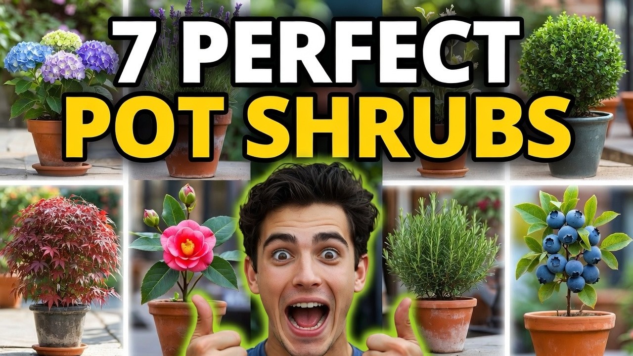 🌿 Top 7 Best Shrubs for Pots and Containers | Low Maintenance Garden Trends 2026