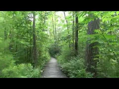 Nature Walk uncut - Long Lake Trail - Yankee Springs, Michigan