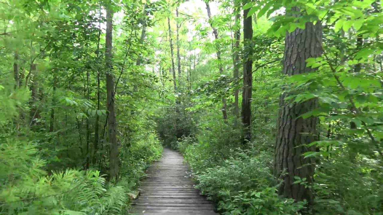 Nature Walk uncut - Long Lake Trail - Yankee Springs, Michigan