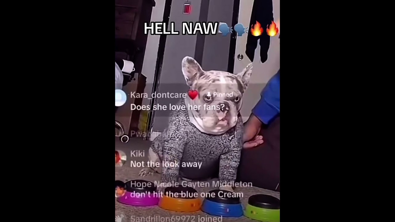 HELL NAW dog meme😭🙏